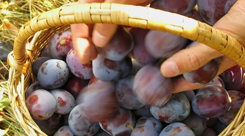 Basket with plums Stock-Footage 67248473