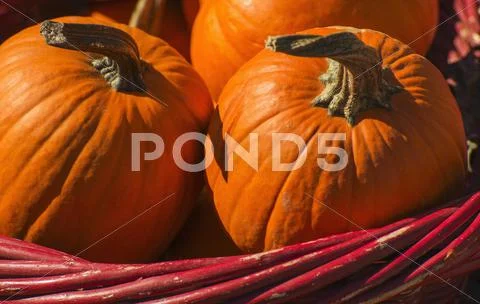 Basket with pumpkins Stock Photos
