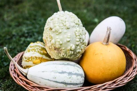 Basket of pumpkins Stock Photos