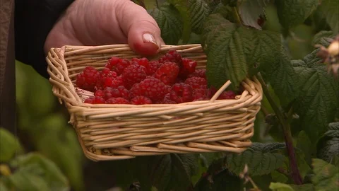 A basket of raspberries in close up Stock Footage 87733616