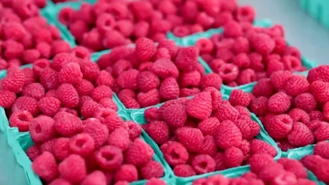 Basket of raspberries tilt down Stock Footage 69187217