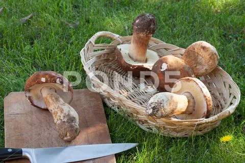 Basket With Raw Porcini Mushrooms Stock Photos