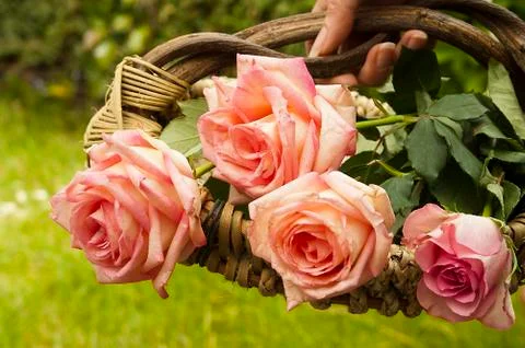 Basket of roses Stock Photos