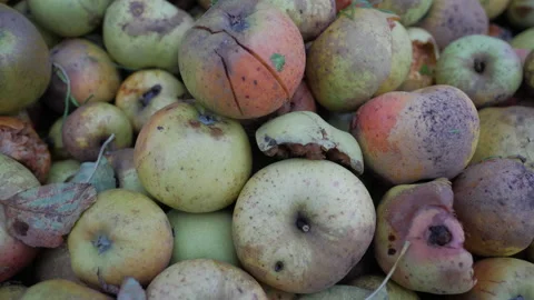 Basket of rotten apples Stock Footage 224144122