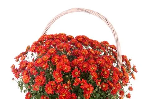 Basket with sphere chrysanthemum Stock Photos