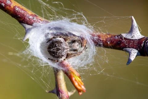 Basket spider Stock Photos