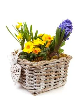 Basket spring flowers Stock Photos