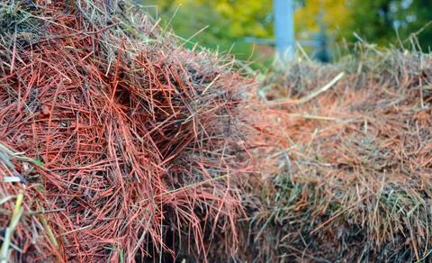 Basket in a stack of freshly cut hay on a cart Stock Photos