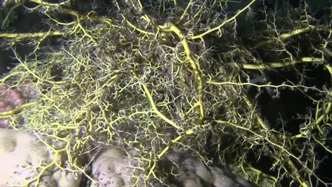Basket star (Astrospartus) Stock Footage 78209717