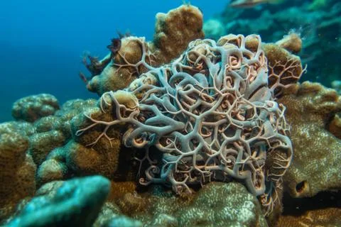 Basket star Stock Photos