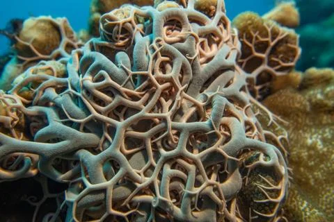 Basket star Stock Photos
