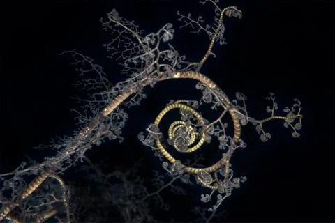 Basket star spiral pattern Stock Photos