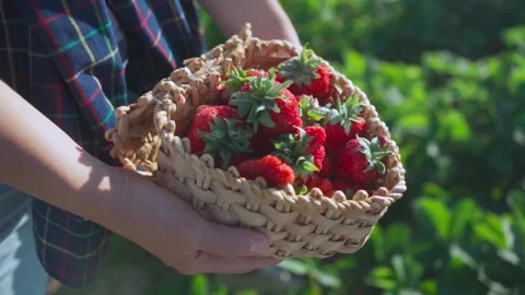 Basket of strawberries in hand Stock Footage 155101599