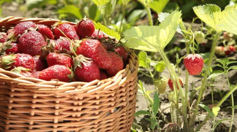Basket of strawberries on a personal plot Vídeos de archivo 24614044