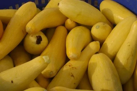 Basket of Summer Squash Stock Photos