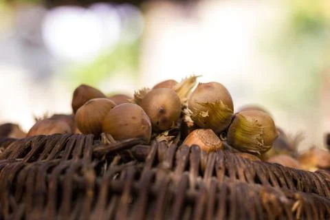 A basket of toasted hazelnuts inviting Stock Photos