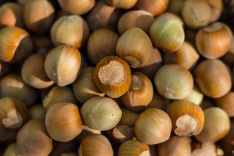 A basket of toasted hazelnuts inviting Stock Photos