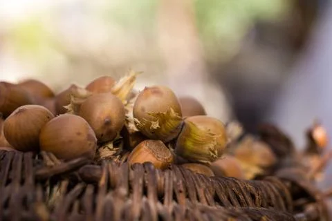 A basket of toasted hazelnuts inviting Stock Photos