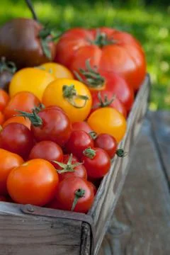 Basket with tomatoes Stock Photos