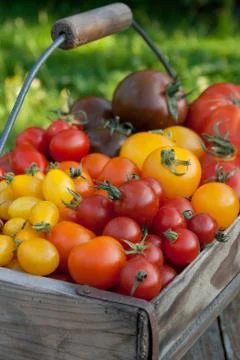Basket with tomatoes Stock Photos