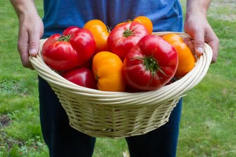 Basket of Tomatoes Stock Photos