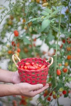 Basket with tomatoes Stock-Fotos
