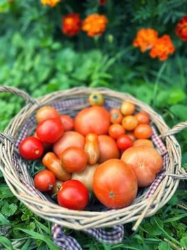 Basket with tomatoes Stock Photos