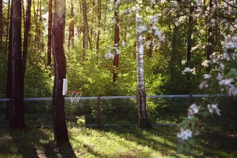 Basket on the tree Stock Photos