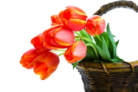 Basket of tulips Stock Photos