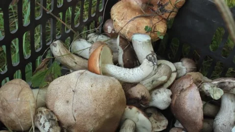 Basket with various forest mushrooms Stock Footage 147029295
