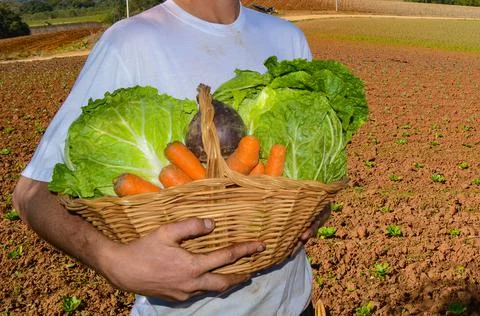 Basket with various types of vegetables Stock Photos