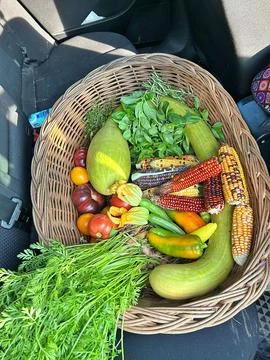 A basket with vegetables collected from the plot Stock Photos