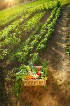 Basket with vegetables in garden Stock Photos