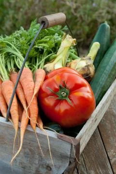 Basket with vegetables Stock Photos