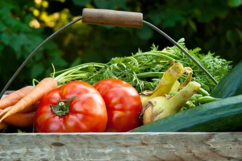 Basket with vegetables Stock Photos