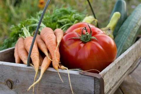 Basket with vegetables Stock Photos