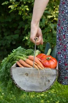 Basket with vegetables Stock Photos