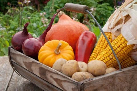 Basket with vegetables Stock Photos