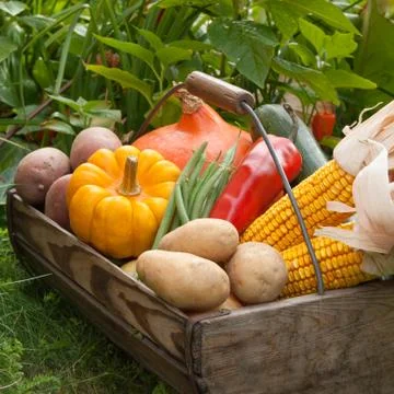 Basket with vegetables Stock Photos
