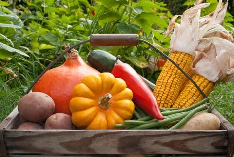 Basket with vegetables Stock Photos
