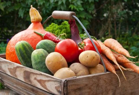 Basket with vegetables Stock Photos