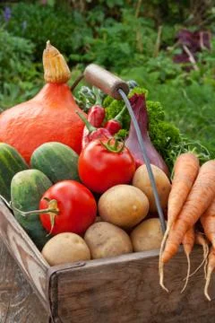 Basket with vegetables Stock Photos