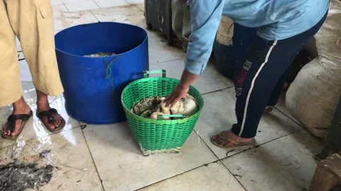 Basket with water Stock Footage 203926692