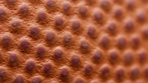 Basketball Stock Footage 147902125