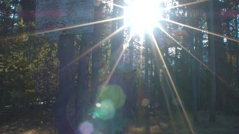 Basketball Hoop in Forest Stock Footage 86170992