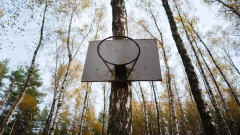 A basketball hoop is nailed to a tree in the forest. Stock Photos