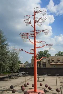 The Basketball Hoop Tree. Stock Photos