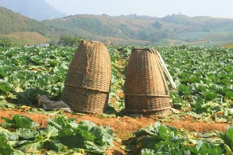 Baskets in cabbage fields Stock Photos