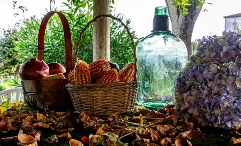 Baskets with corn cobs and onions between dried leaves Stock Photos