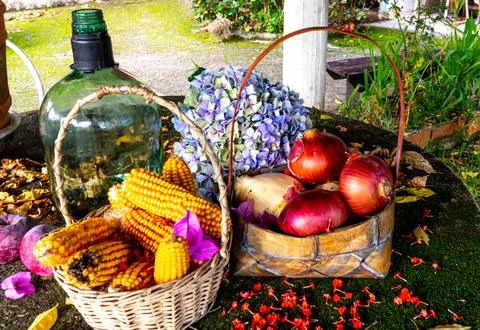 Baskets with corn cobs and onions between dried leaves Stock Photos